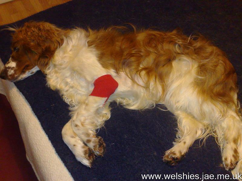 2010-10-23 06.jpg - My new elbow warmer